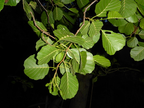 Olcha czarna