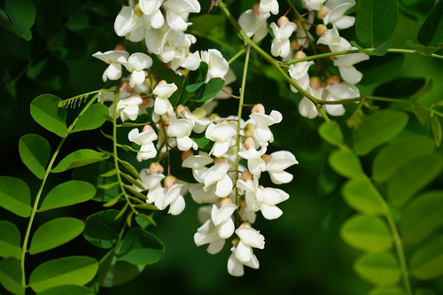Robinia akacjowa