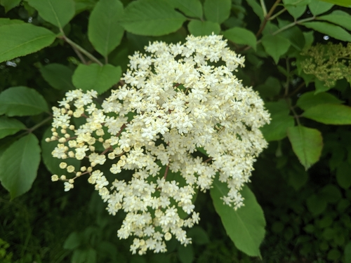 Czarny bez