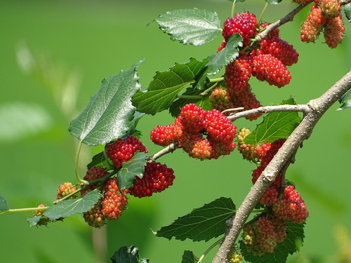 Morwa biała
