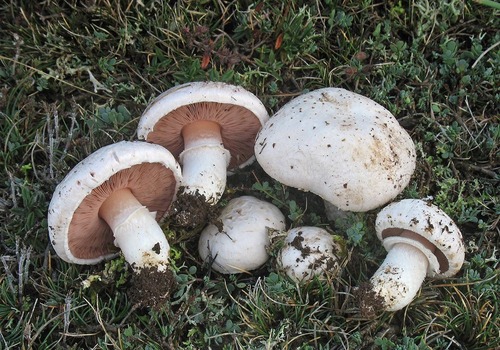 Pieczarka polna