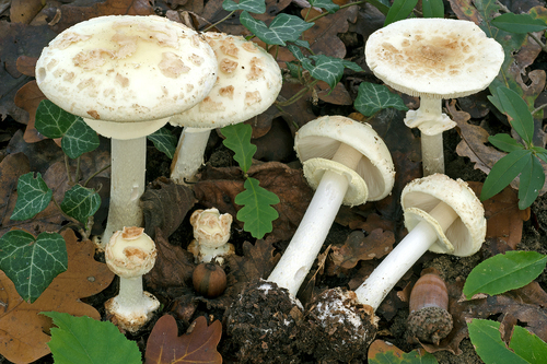 Muchomor cytrynowy