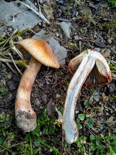Strzępiak ceglasty