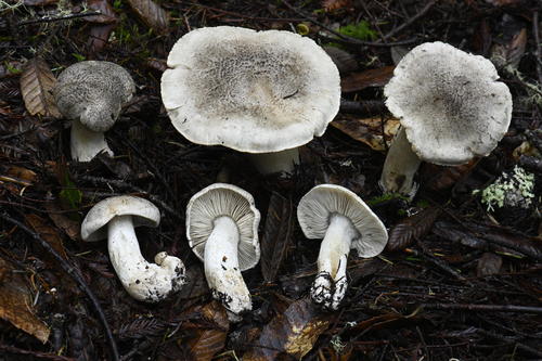 Gąska tygrysowata