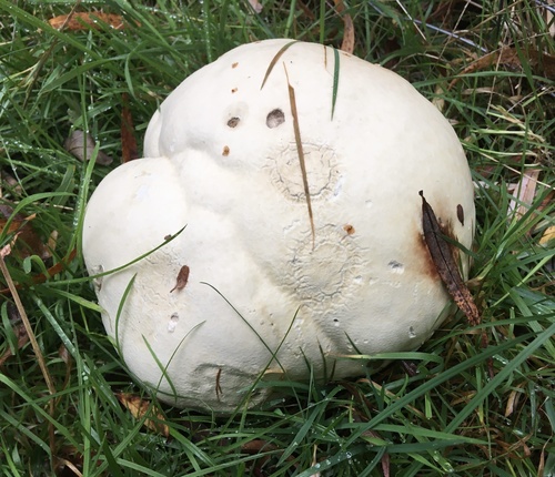 Purchawka olbrzymia