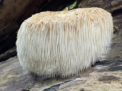 Soplówka jeżowata