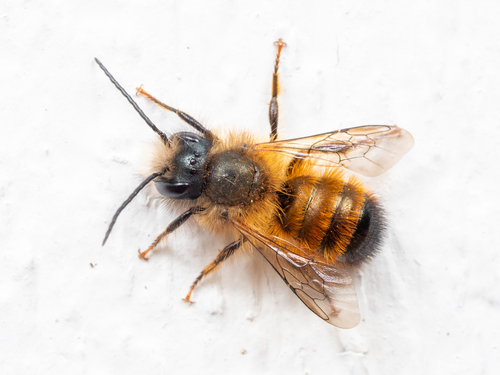 Murarnica ogrodowa