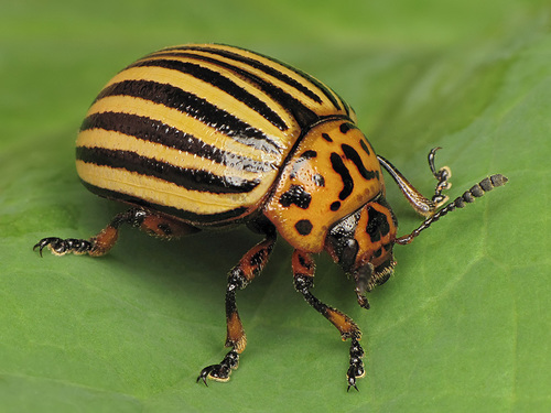 Stonka ziemniaczana