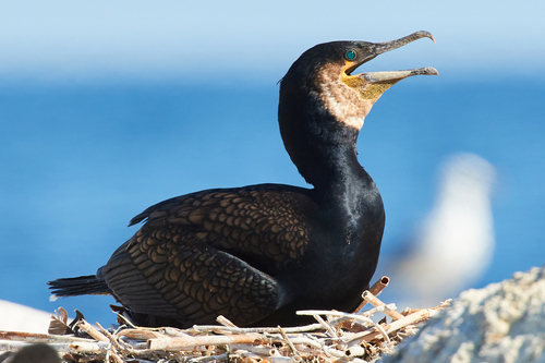Kormoran czarny