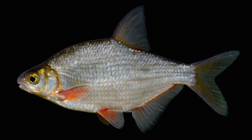 Krąp