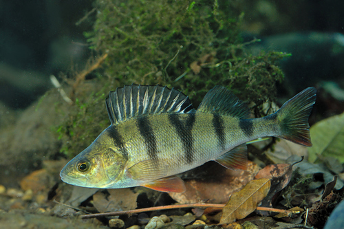 Okoń