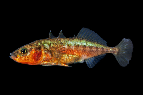 Ciernik
