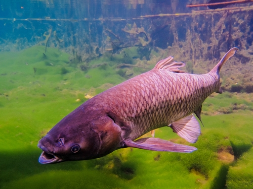 Amur biały