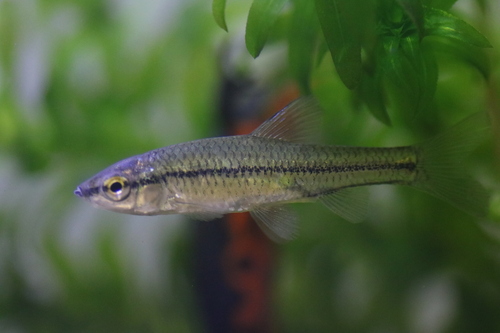 Czebaczek amurski