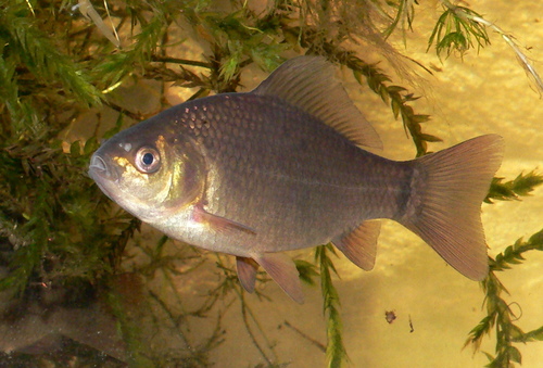 Karaś