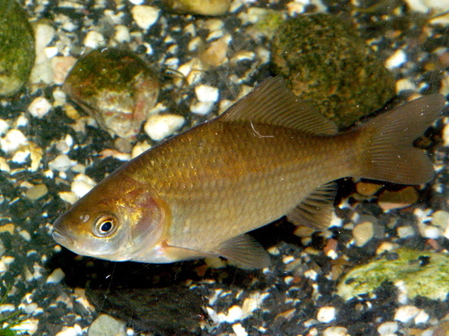 Karaś srebrzysty