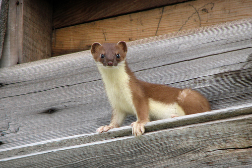 Gronostaj