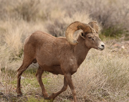 Muflon
