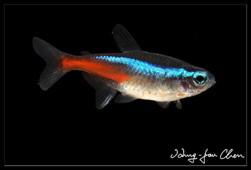 Neon innesa