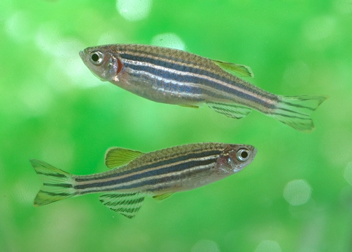 Danio pręgowany