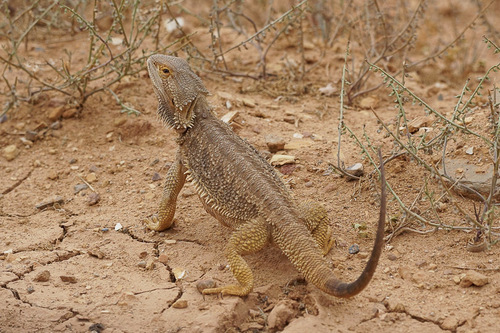 Agama brodata