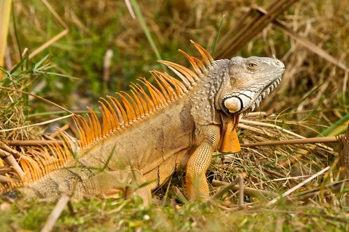 Iguana zielona